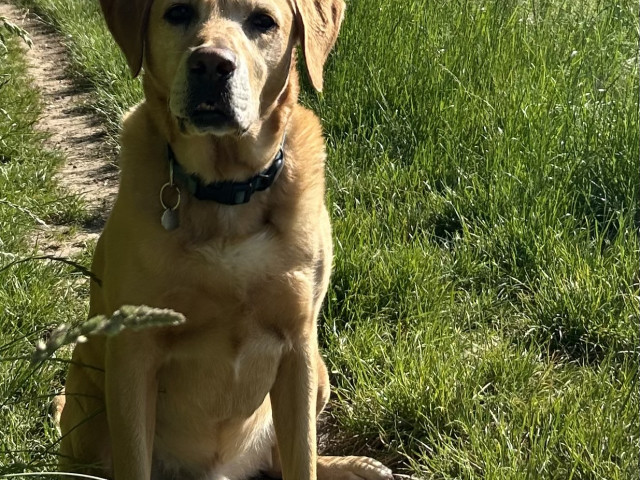 Gus The Labrador, Office Dog